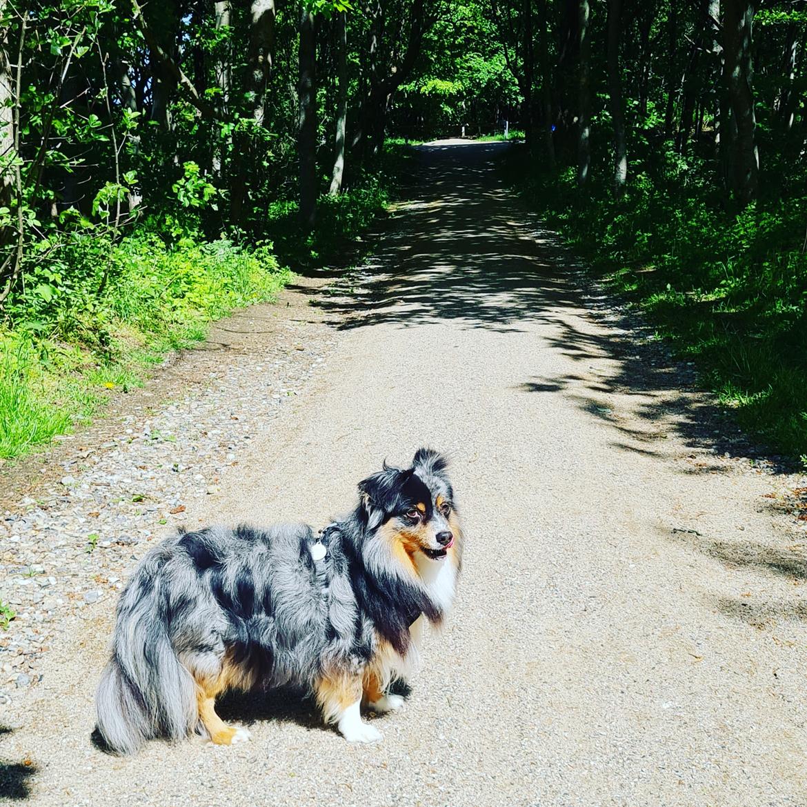 Miniature American Shepherd Hailie billede 4