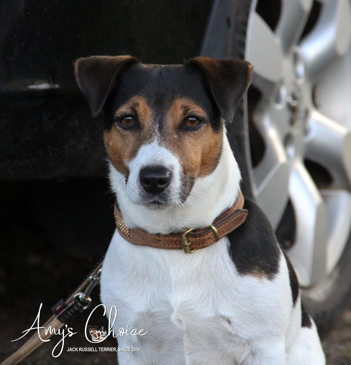 Jack russell terrier Amy's Choice Jaqen H'ghar billede 12