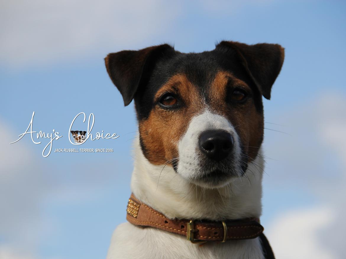 Jack russell terrier Amy's Choice Jaqen H'ghar billede 15