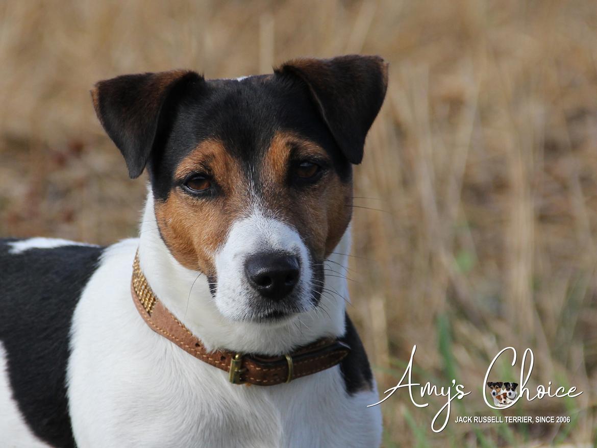 Jack russell terrier Amy's Choice Jaqen H'ghar billede 1