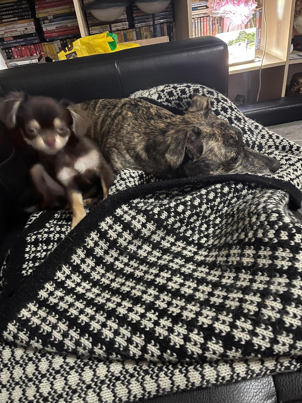 Blanding af racer Baloo billede 3