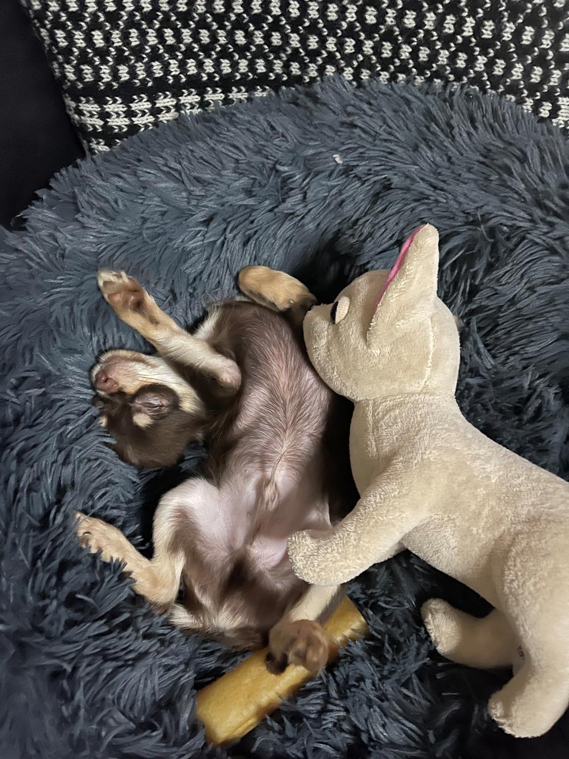 Blanding af racer Baloo billede 4