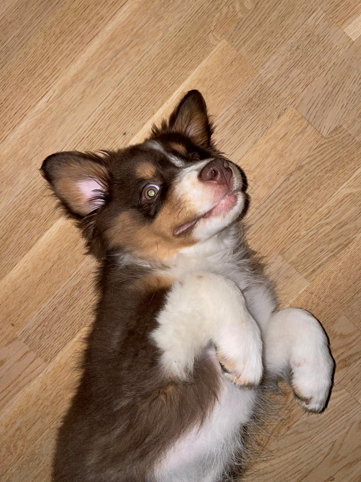 Miniature American Shepherd Obi  billede 4