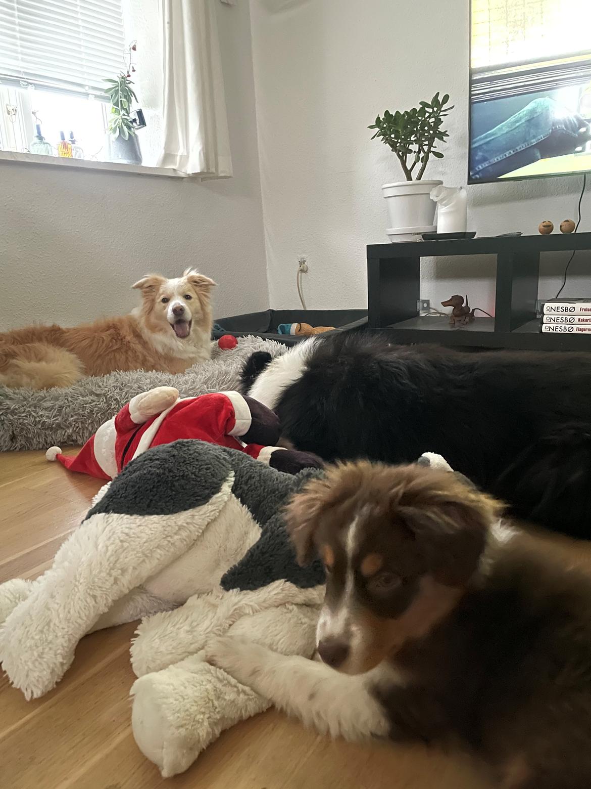 Miniature American Shepherd Obi  billede 6