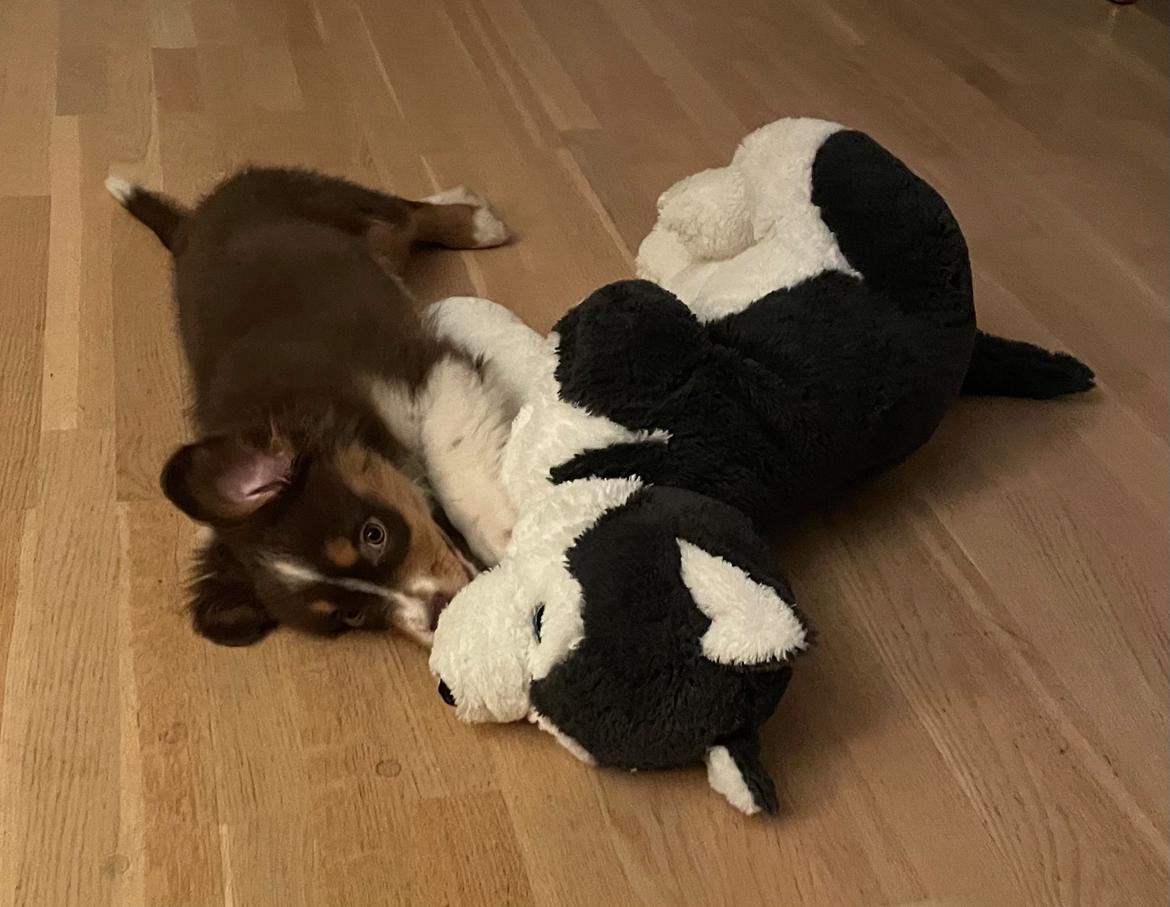 Miniature American Shepherd Obi  billede 5