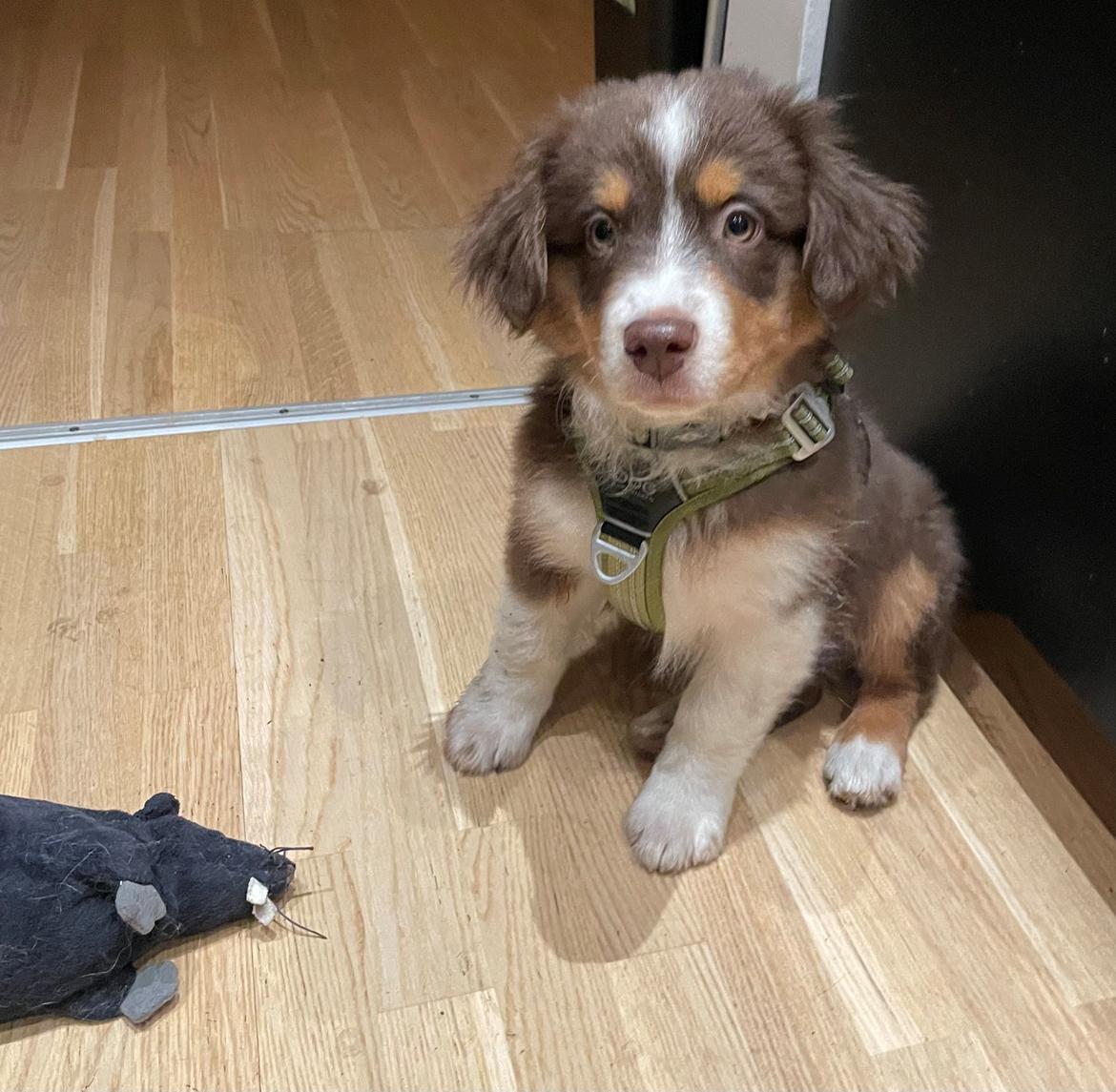 Miniature American Shepherd Obi  billede 8