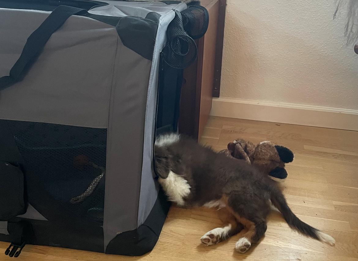Miniature American Shepherd Obi  billede 9