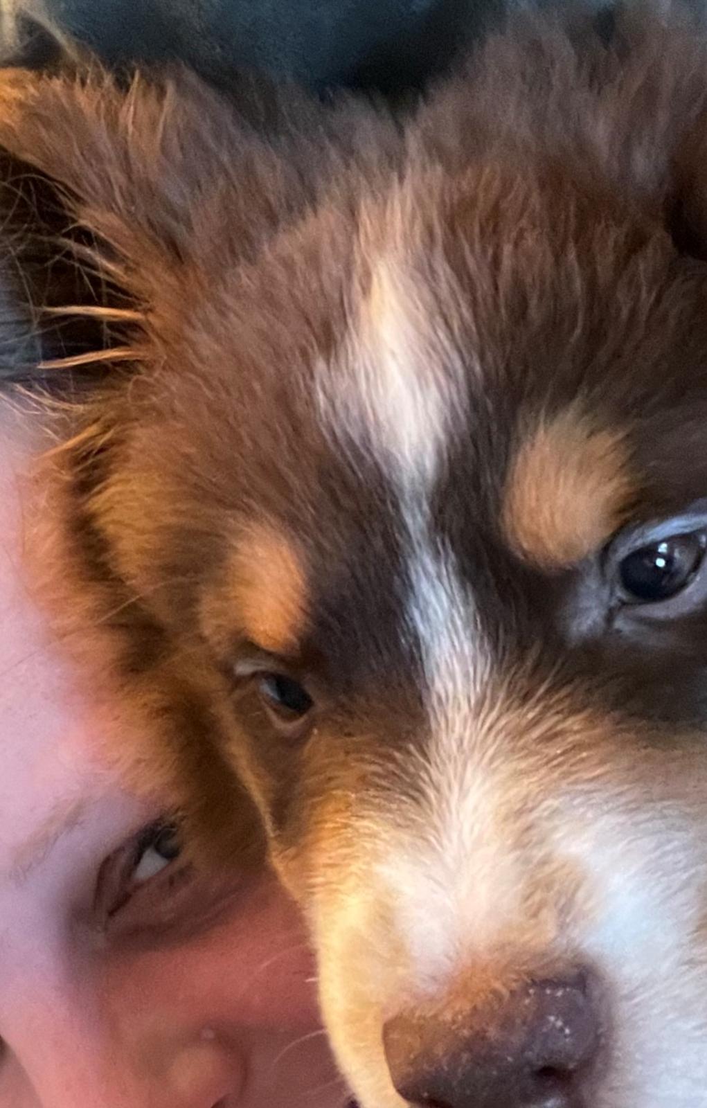 Miniature American Shepherd Obi  billede 7