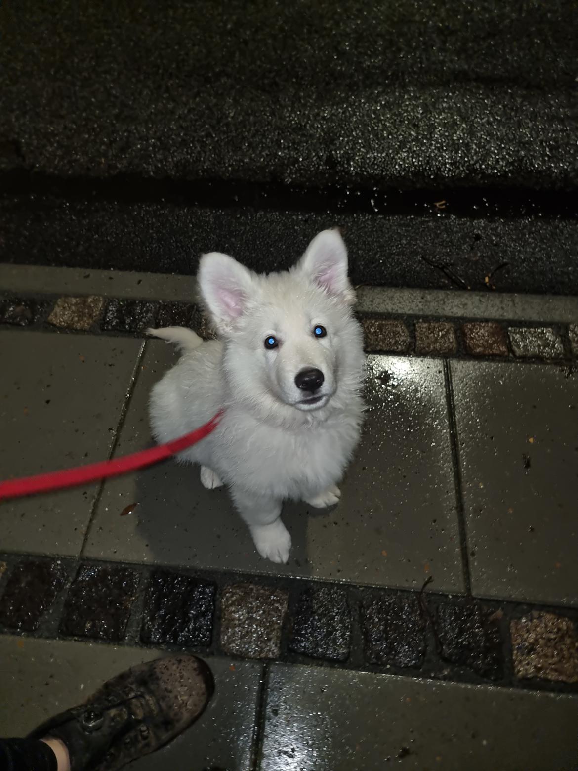 Hvid Schweizisk Hyrdehund Ny understrups Holger billede 9