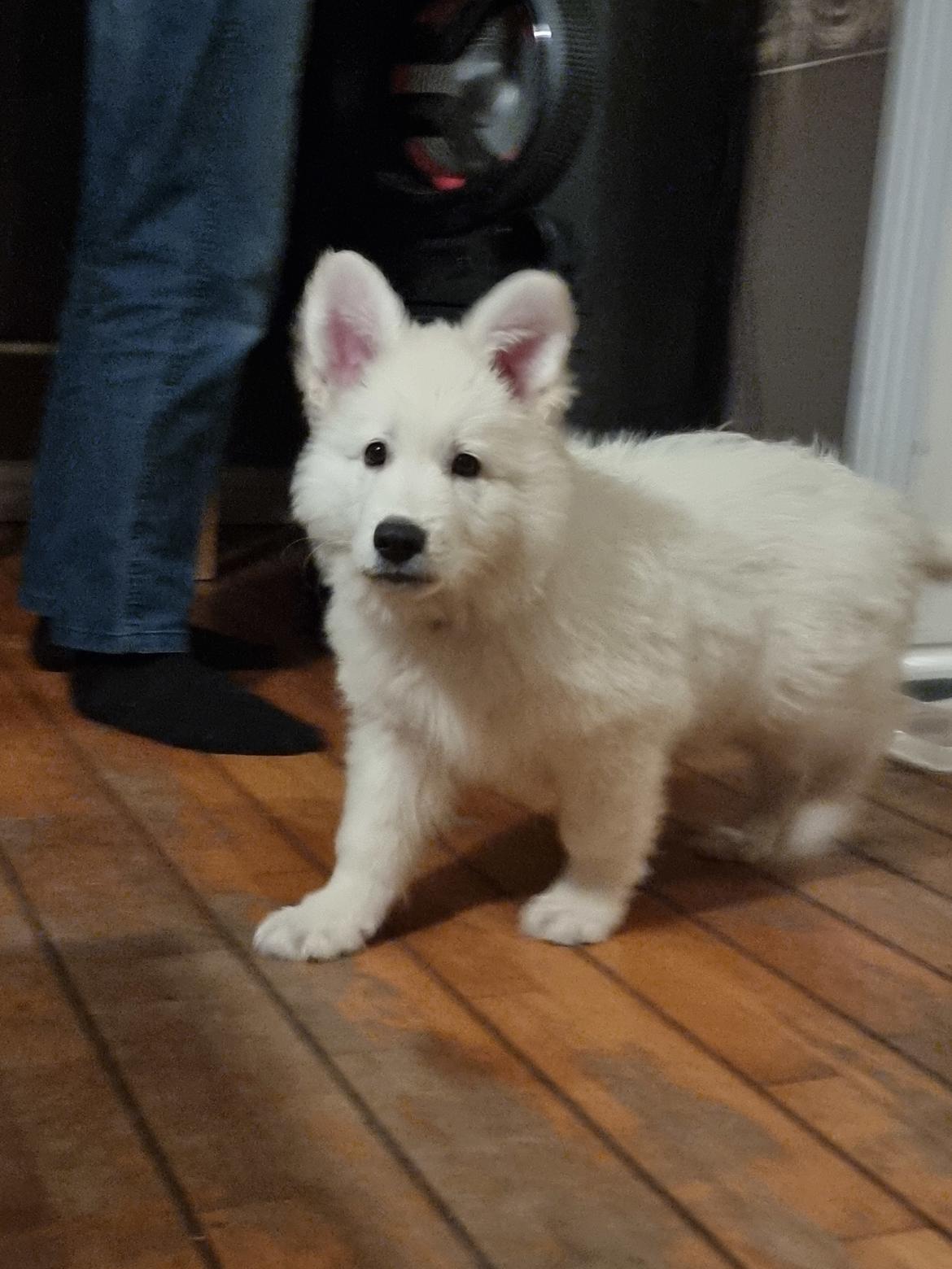 Hvid Schweizisk Hyrdehund Ny understrups Holger billede 11