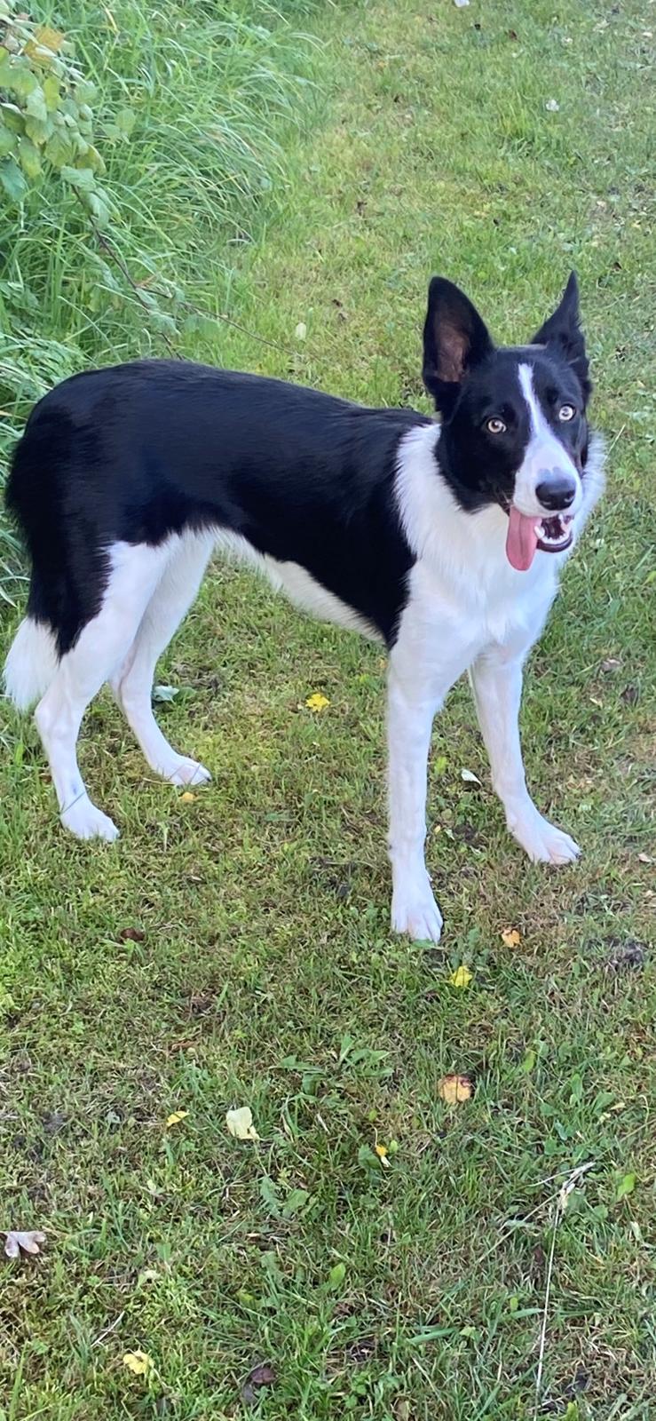 Border collie Miley billede 7