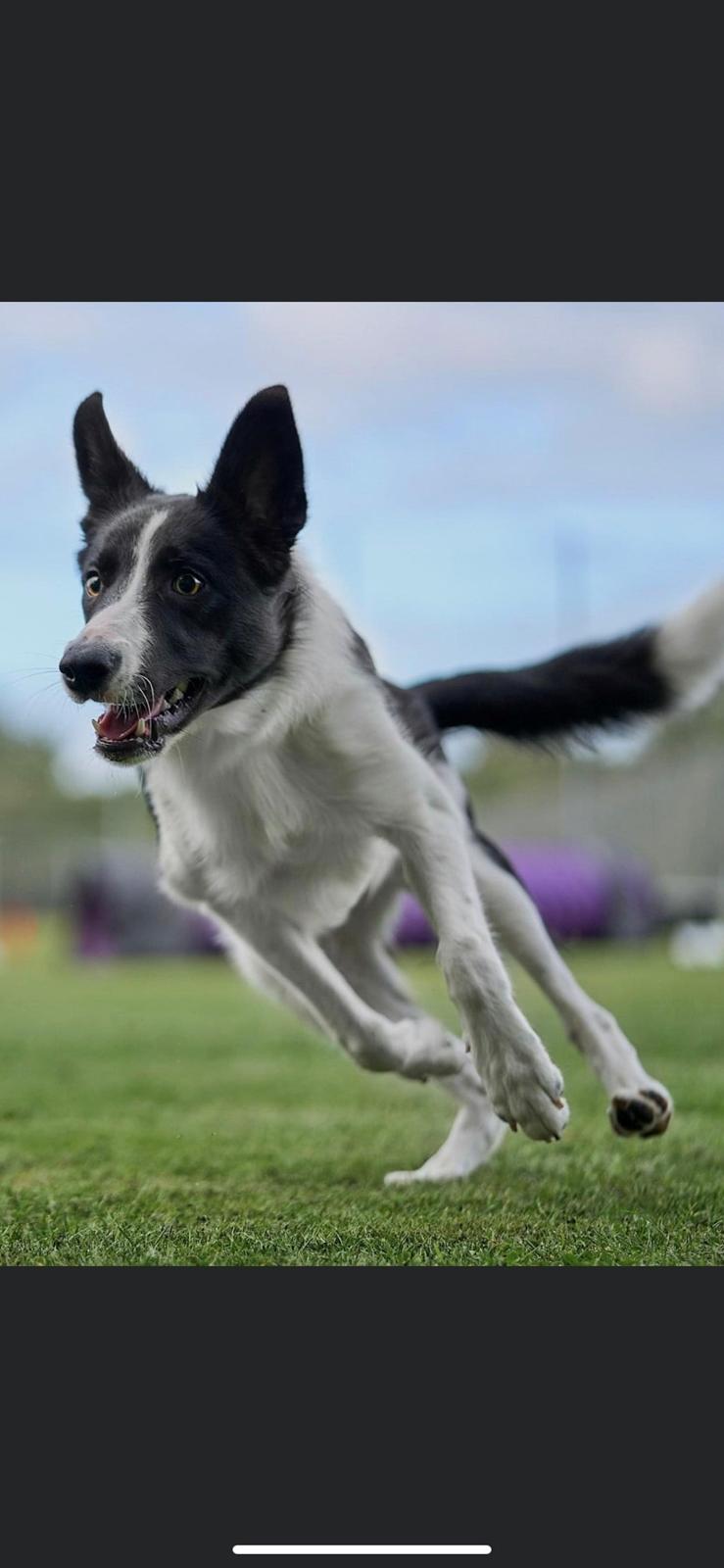 Border collie Miley billede 9
