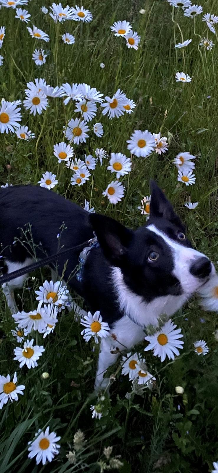 Border collie Miley billede 10
