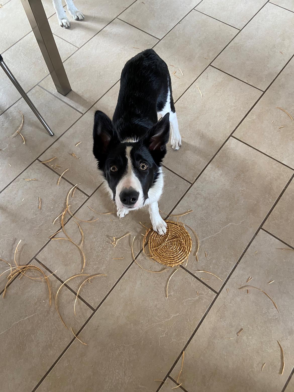 Border collie Miley billede 12
