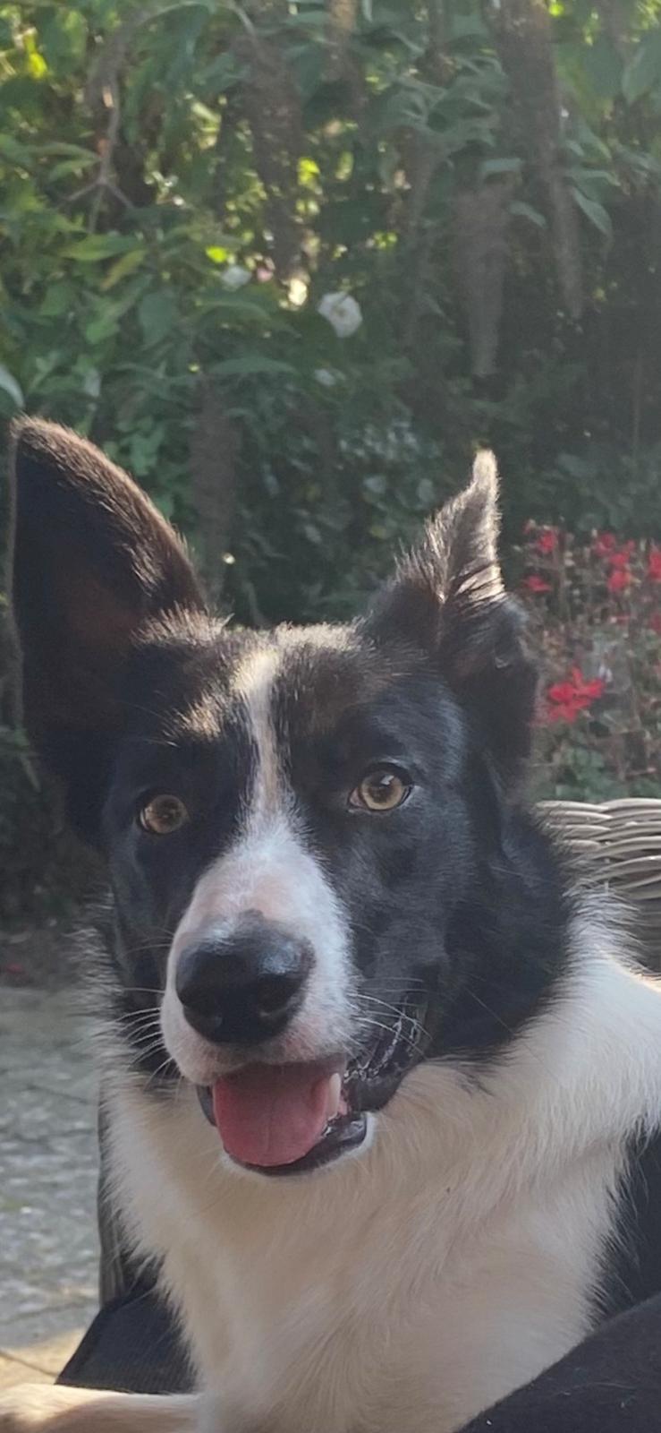 Border collie Miley billede 8