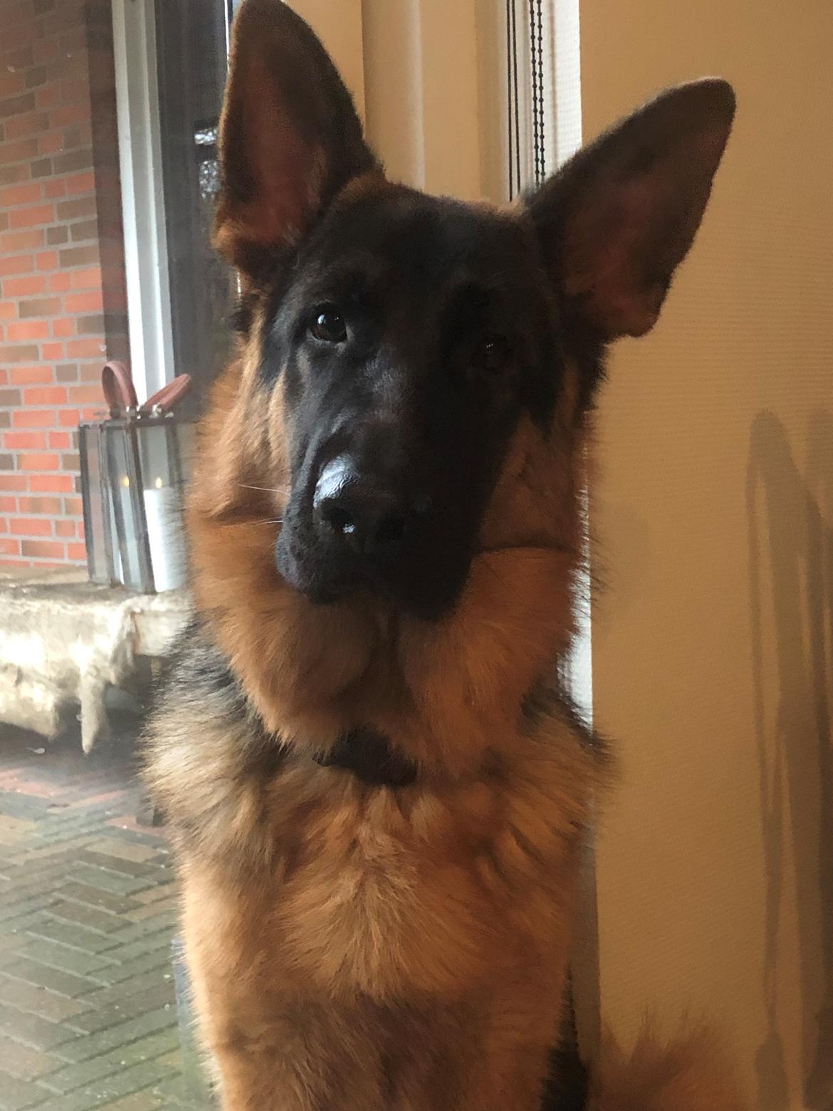 Schæferhund Chef billede 2