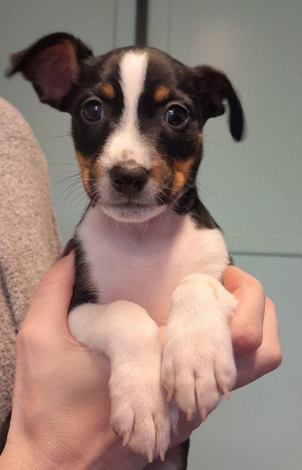 Rat Terrier Elly Plump´s I`LL KILLS THAT CAT (Hansen) billede 5