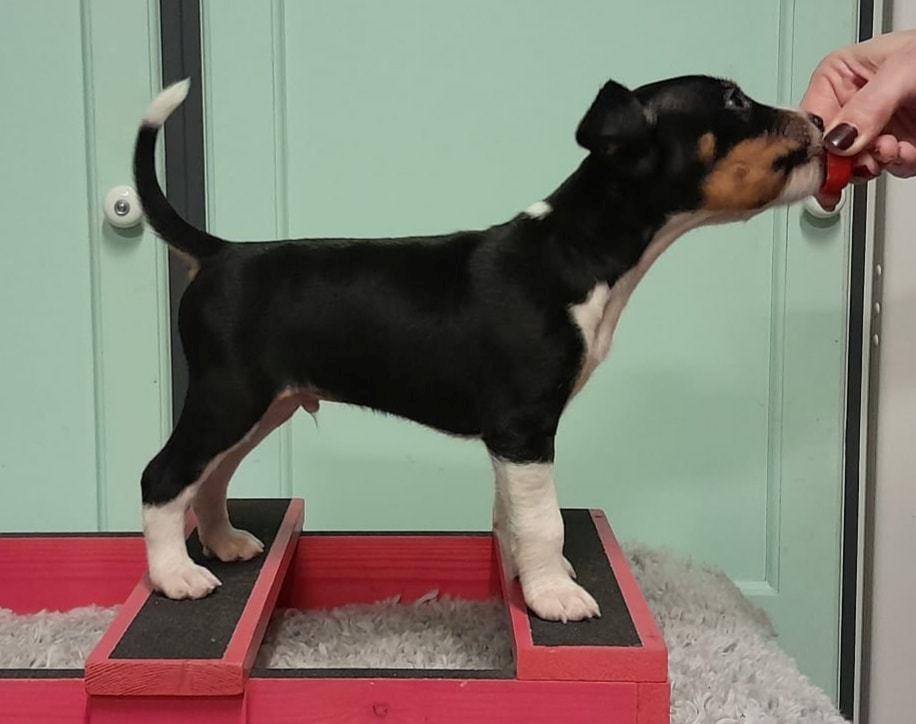 Rat Terrier Elly Plump´s I`LL KILLS THAT CAT (Hansen) billede 8