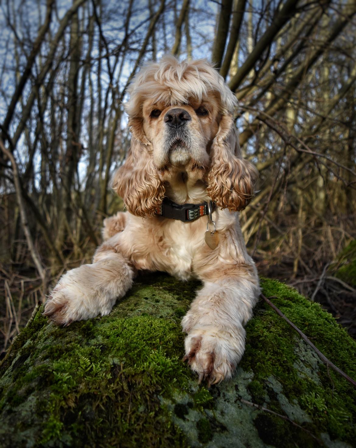 Amerikansk cocker spaniel Viggo Pedersen  billede 50