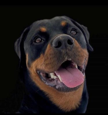 Rottweiler Sika billede 2