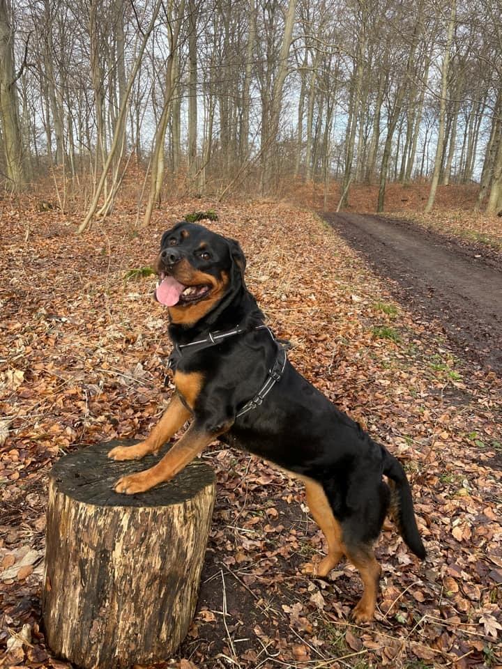 Rottweiler Sika billede 3