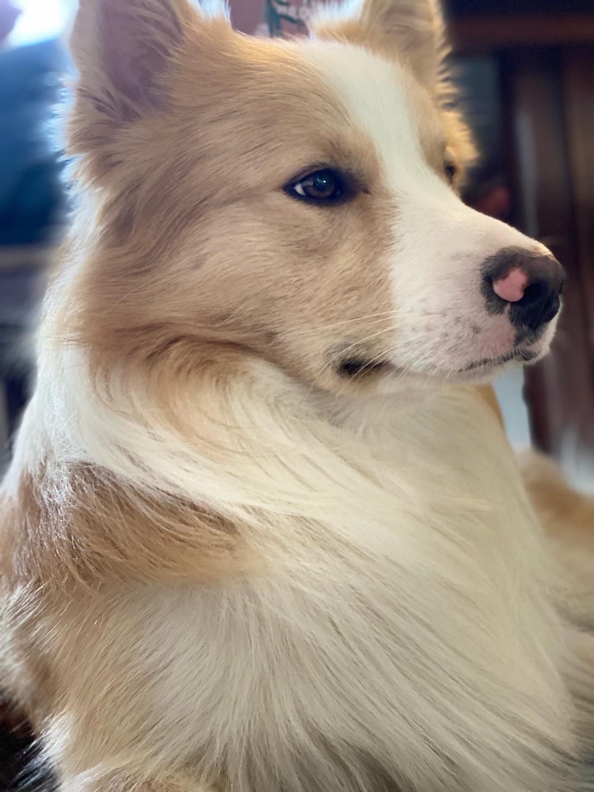 Blanding af racer Hammy billede 6