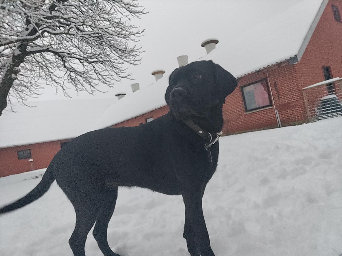 Labrador retriever Nora billede 8