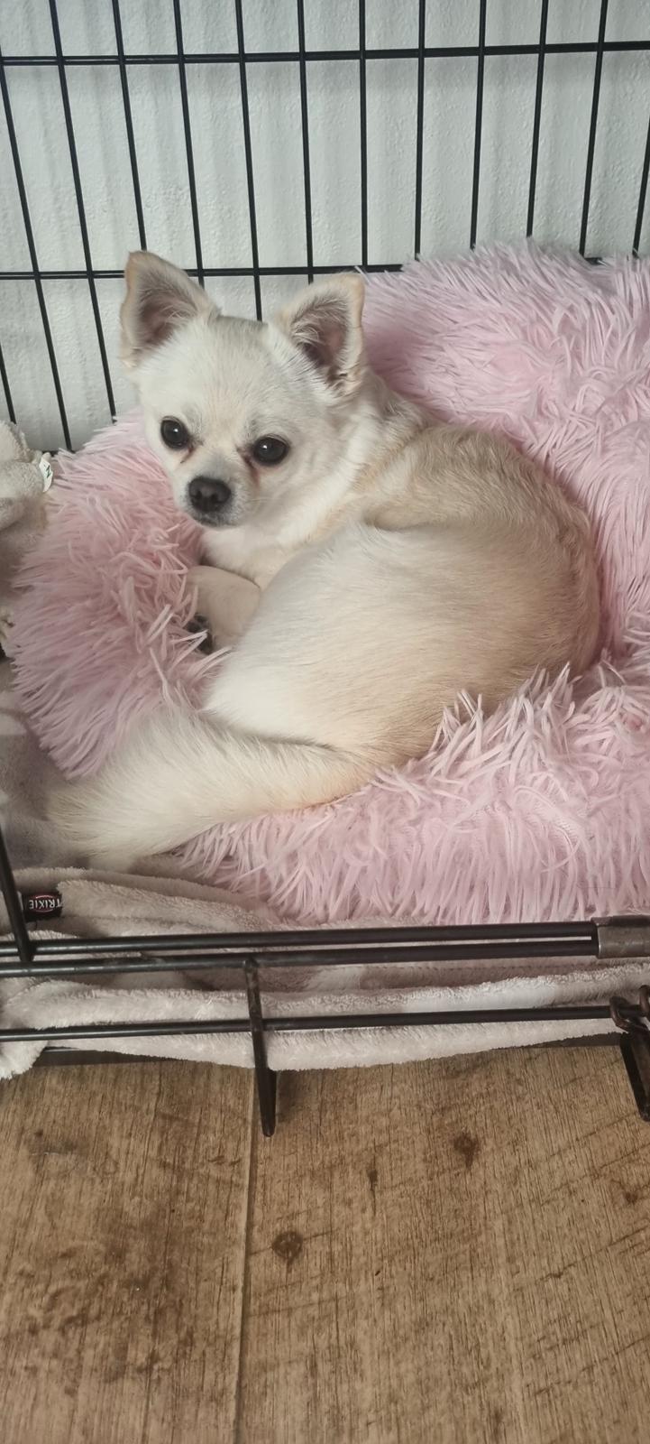 Blanding af racer Lexi  billede 28