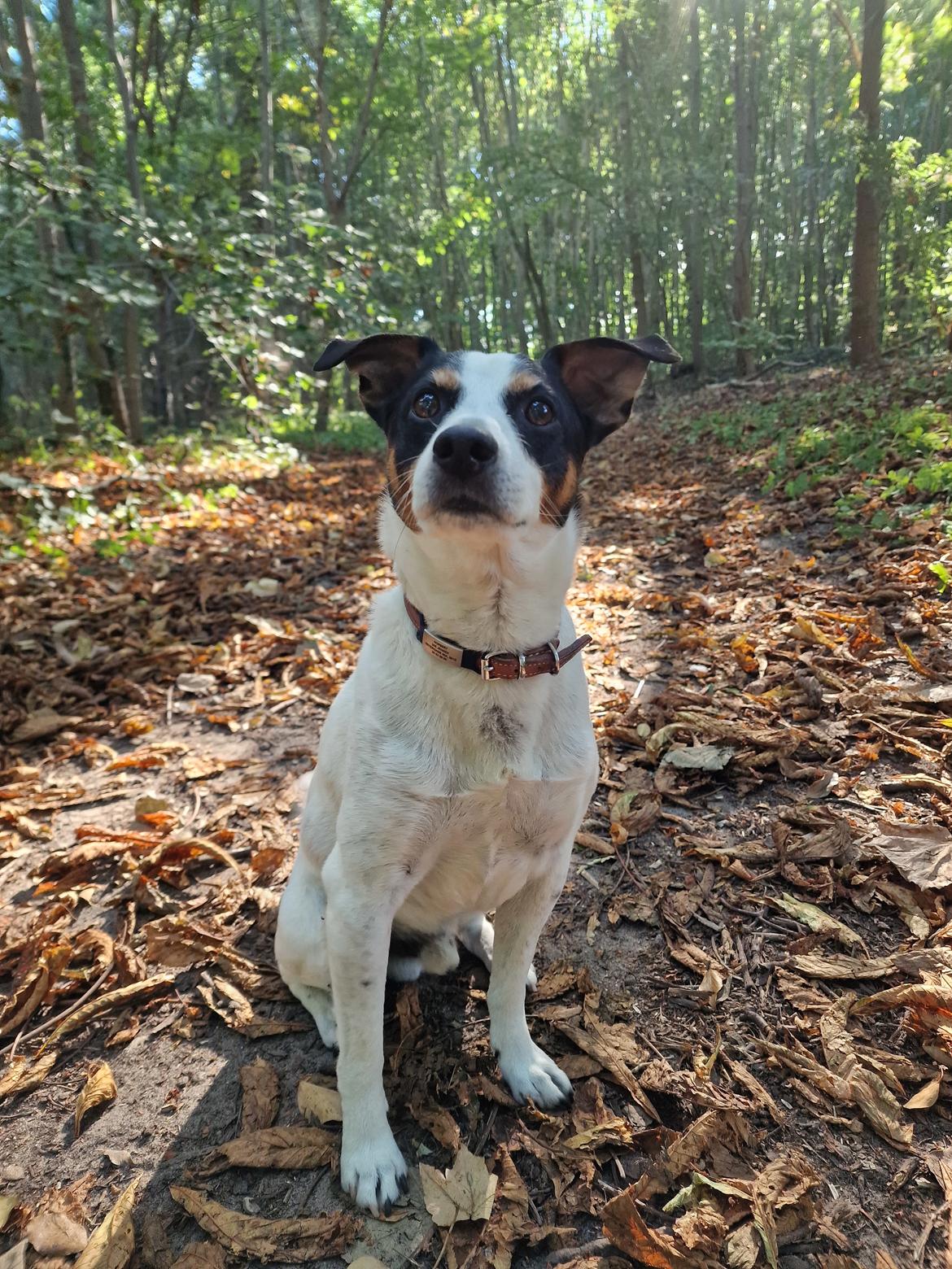 Dansk svensk gaardhund Norbert billede 12