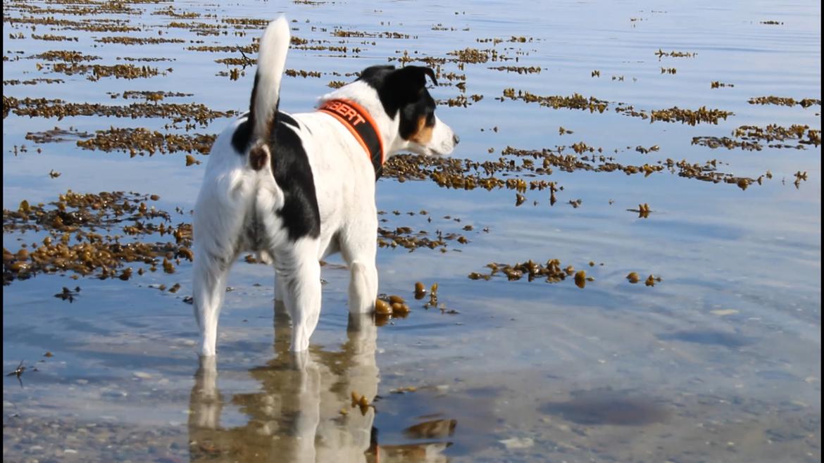 Dansk svensk gaardhund Norbert billede 20