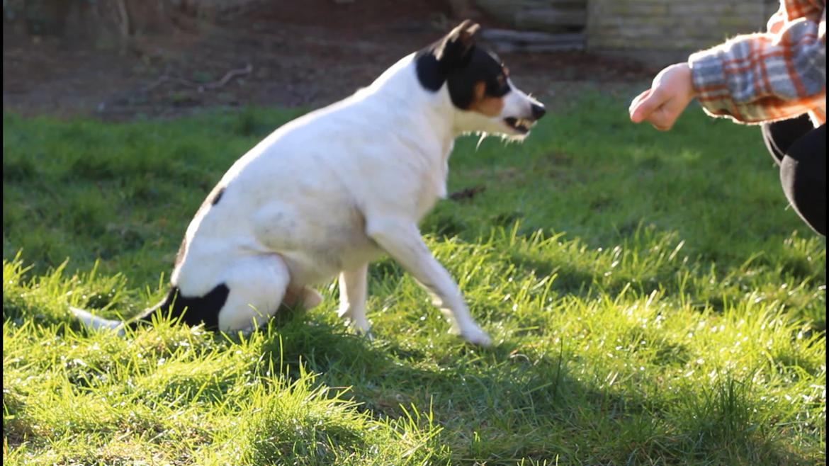 Dansk svensk gaardhund Norbert - Ja vi dutter med tænderne fremme her i huset billede 19