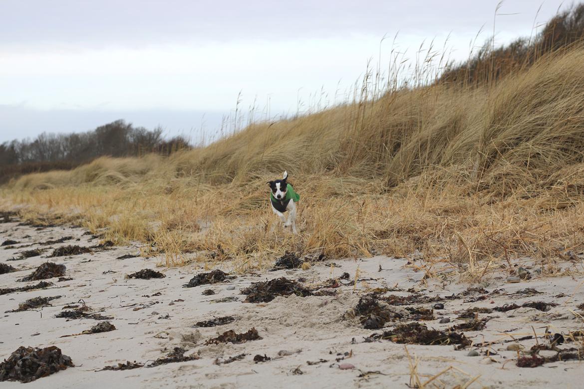 Dansk svensk gaardhund Norbert billede 18