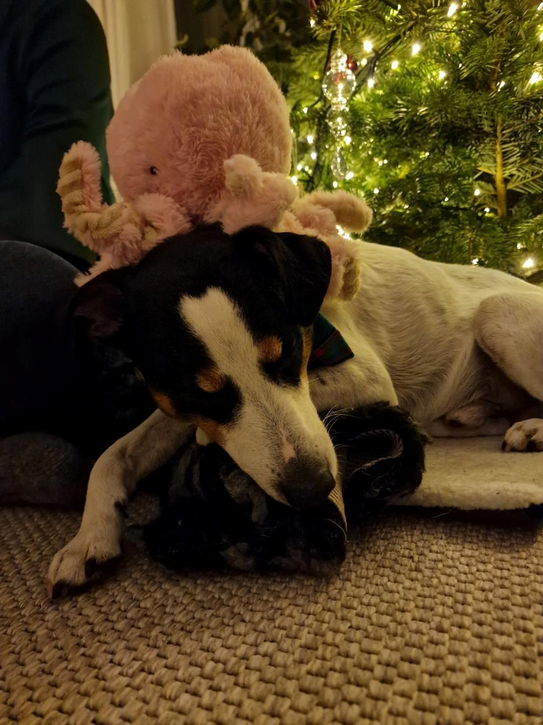 Dansk svensk gaardhund Norbert - Jul 2022, Norbert havde ventet meget utålmodigt på julegaver hele dagen og faldt meget tungt i søvn efter at have leget lidt med den bamse han fik. billede 10