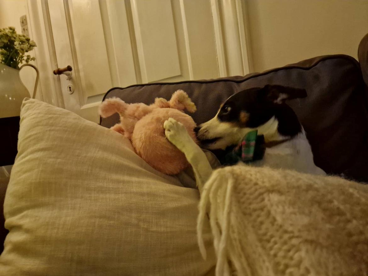 Dansk svensk gaardhund Norbert - Jul 2022, her leg med bamse. Jo flere puder man kan ligge på jo bedre. billede 9