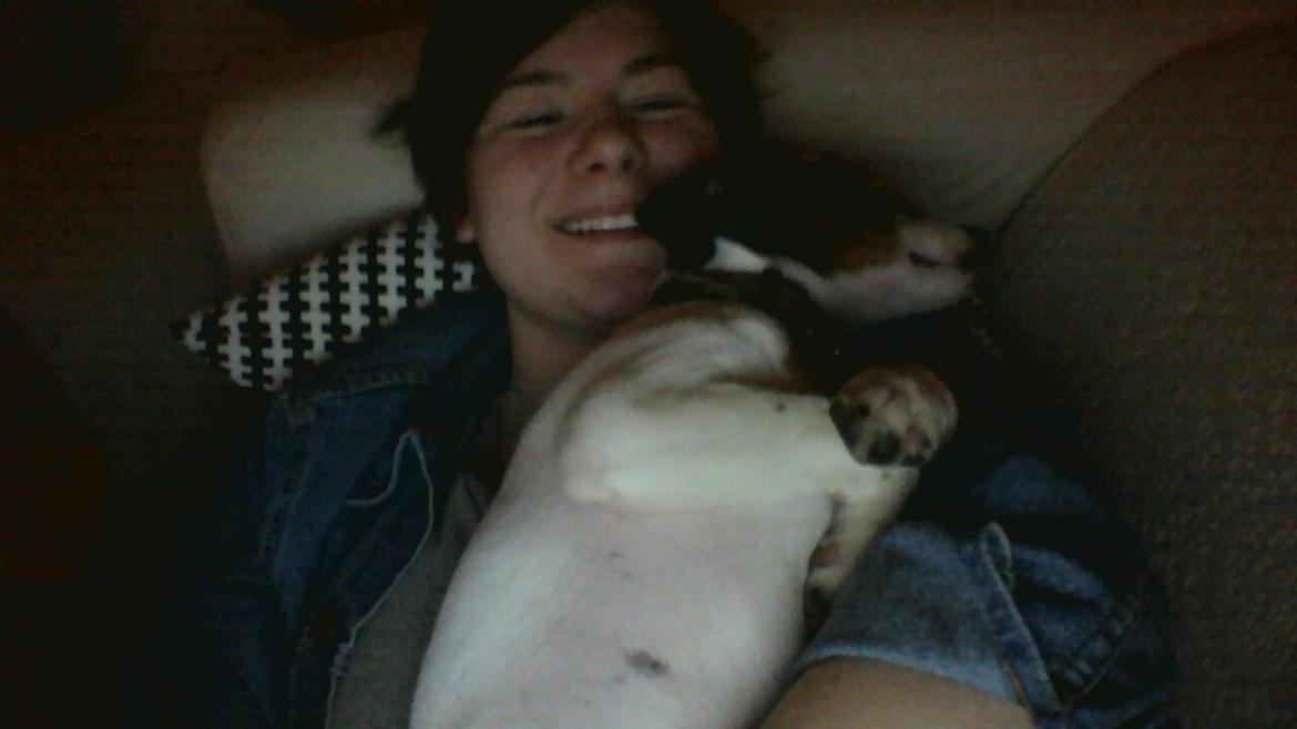 Dansk svensk gaardhund Norbert billede 39