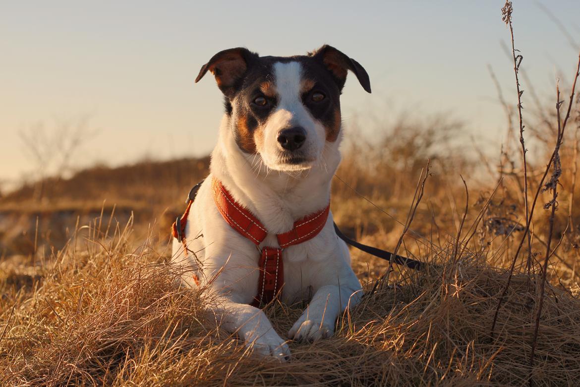 Dansk svensk gaardhund Norbert billede 2