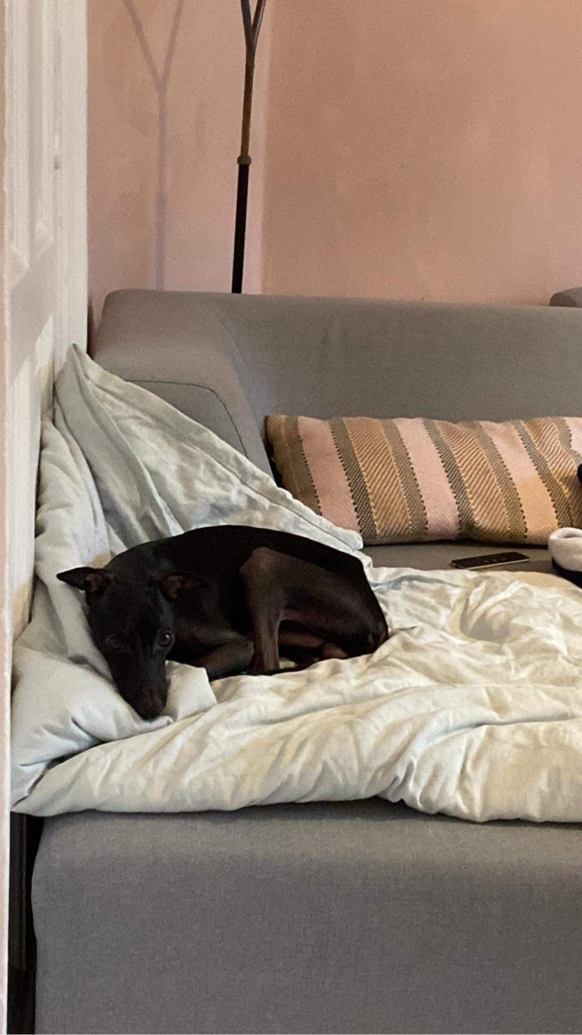 Italiensk mynde Elvis (Vindhauses Cosimo) billede 4