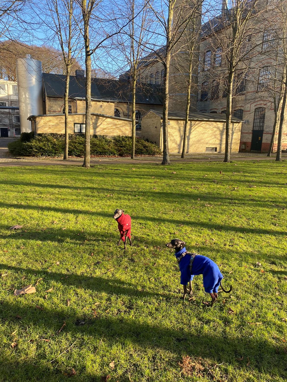 Italiensk mynde Elvis (Vindhauses Cosimo) - På tur med min veninde Zoe billede 5