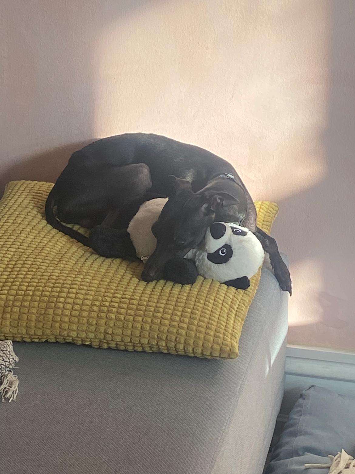 Italiensk mynde Elvis (Vindhauses Cosimo) billede 6