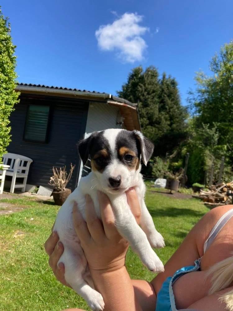 Blanding af racer Maggi billede 1