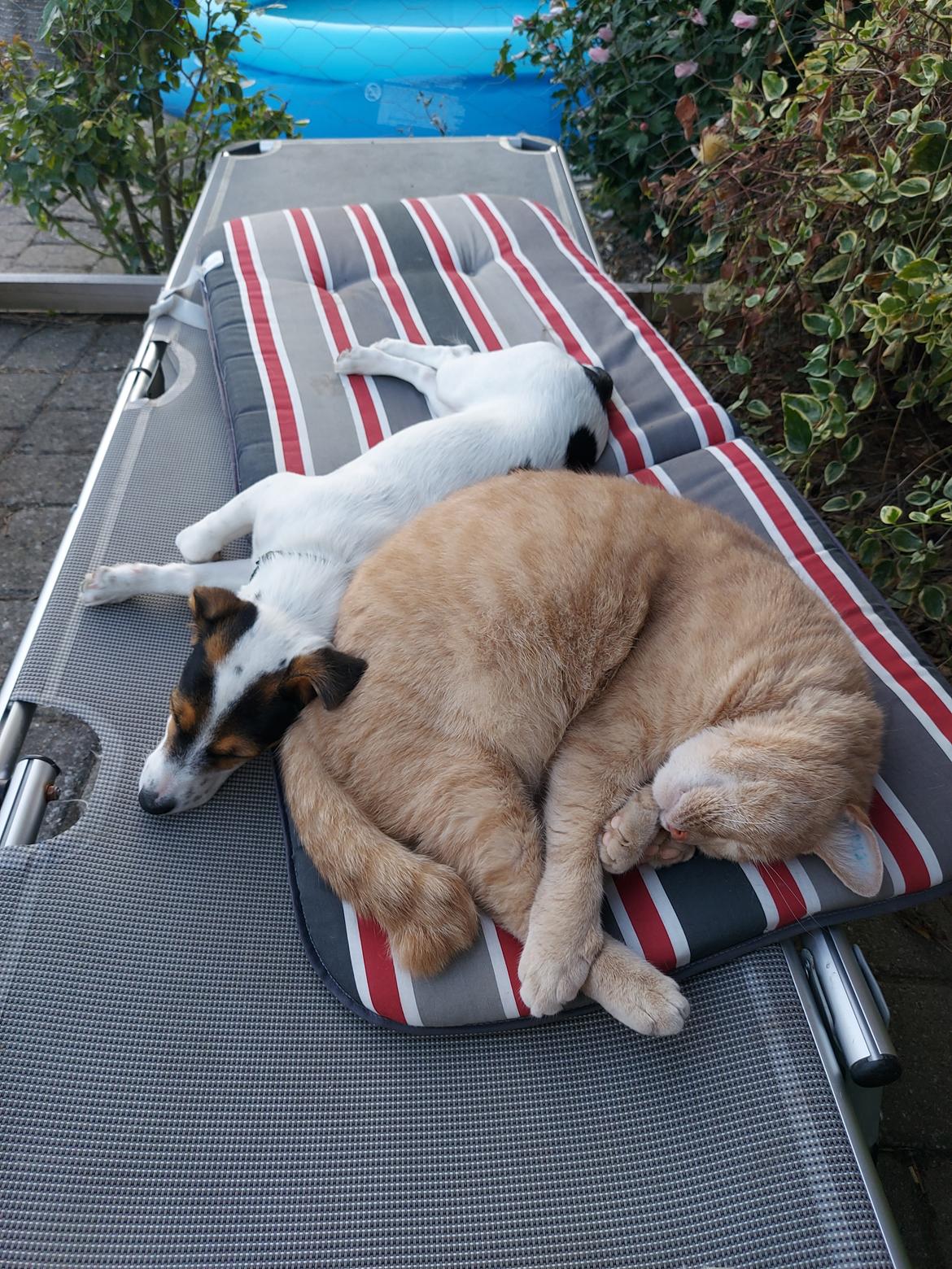 Blanding af racer Maggi billede 3