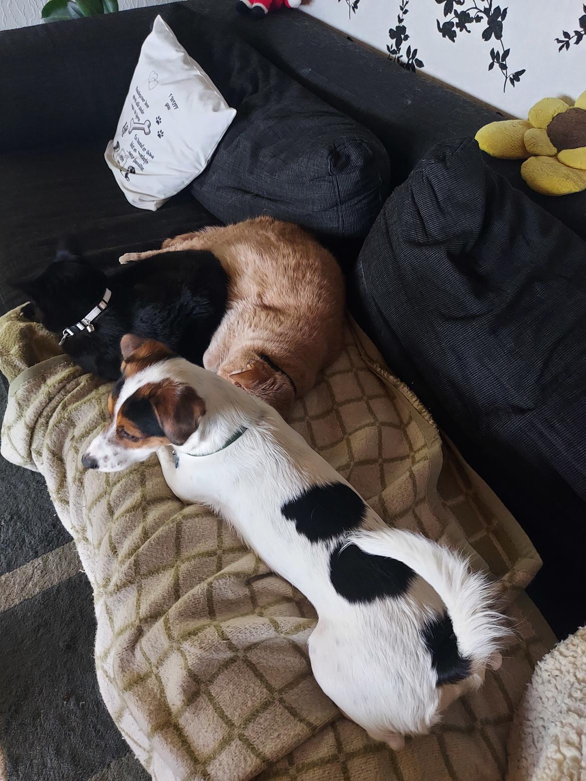 Blanding af racer Maggi billede 6