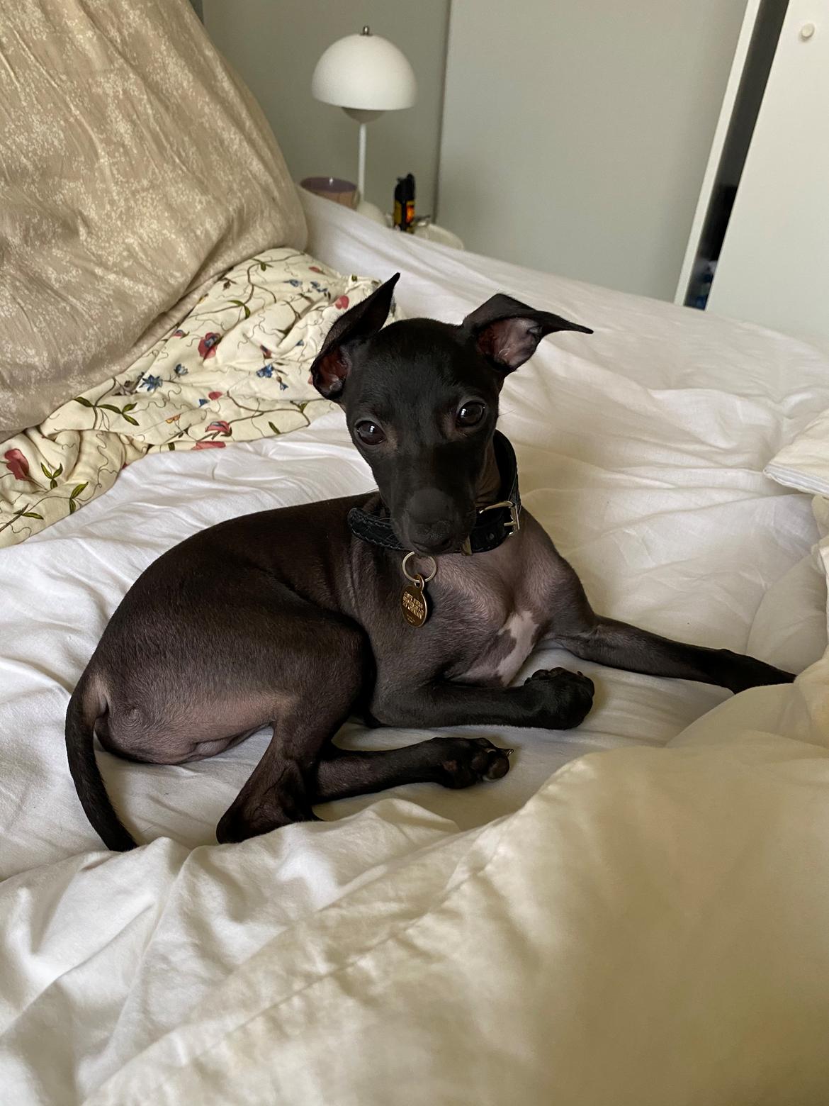 Italiensk mynde Elvis (Vindhauses Cosimo) - Mig som baby <3 billede 12