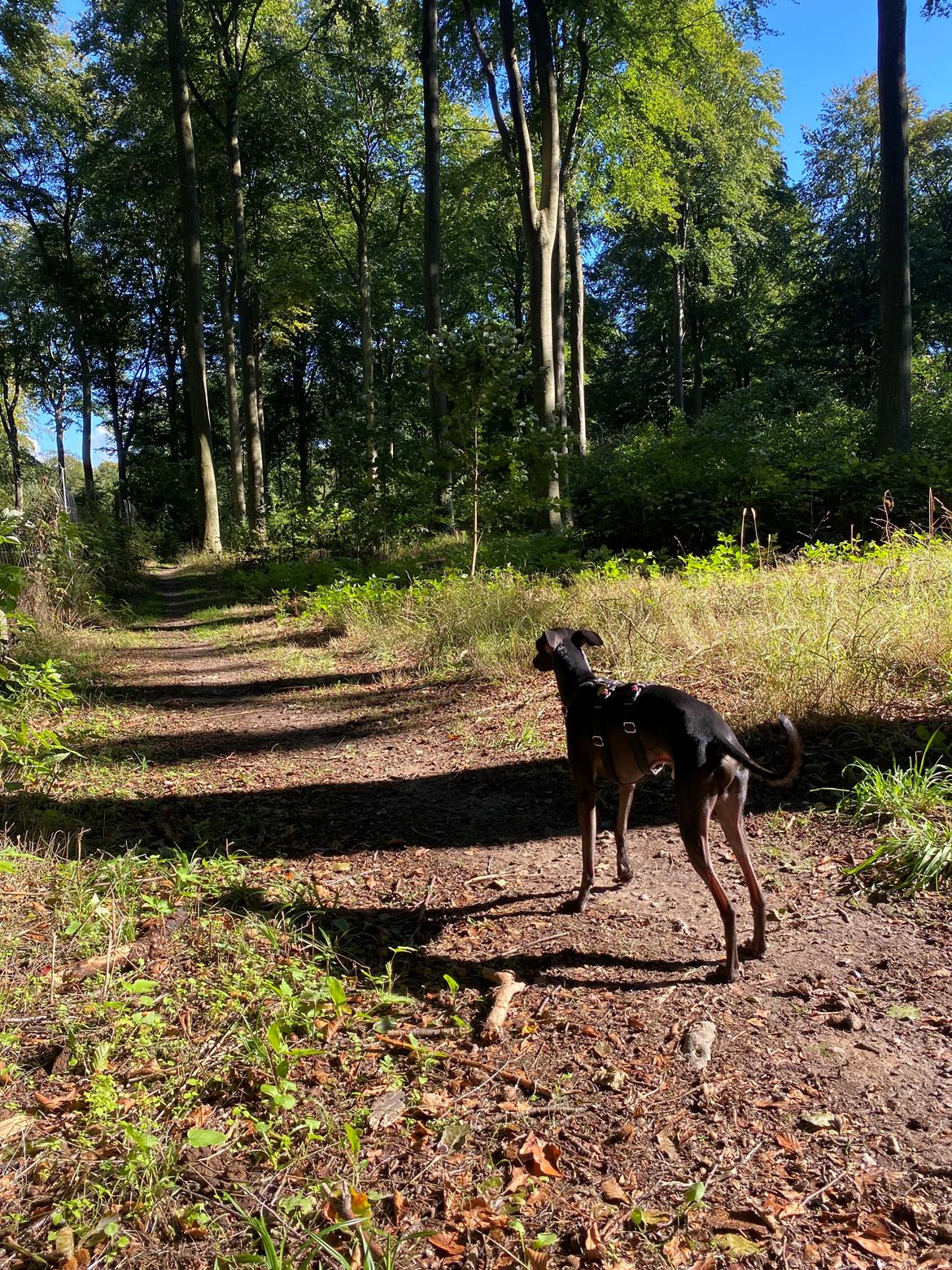 Italiensk mynde Elvis (Vindhauses Cosimo) - I hundeskoven billede 16