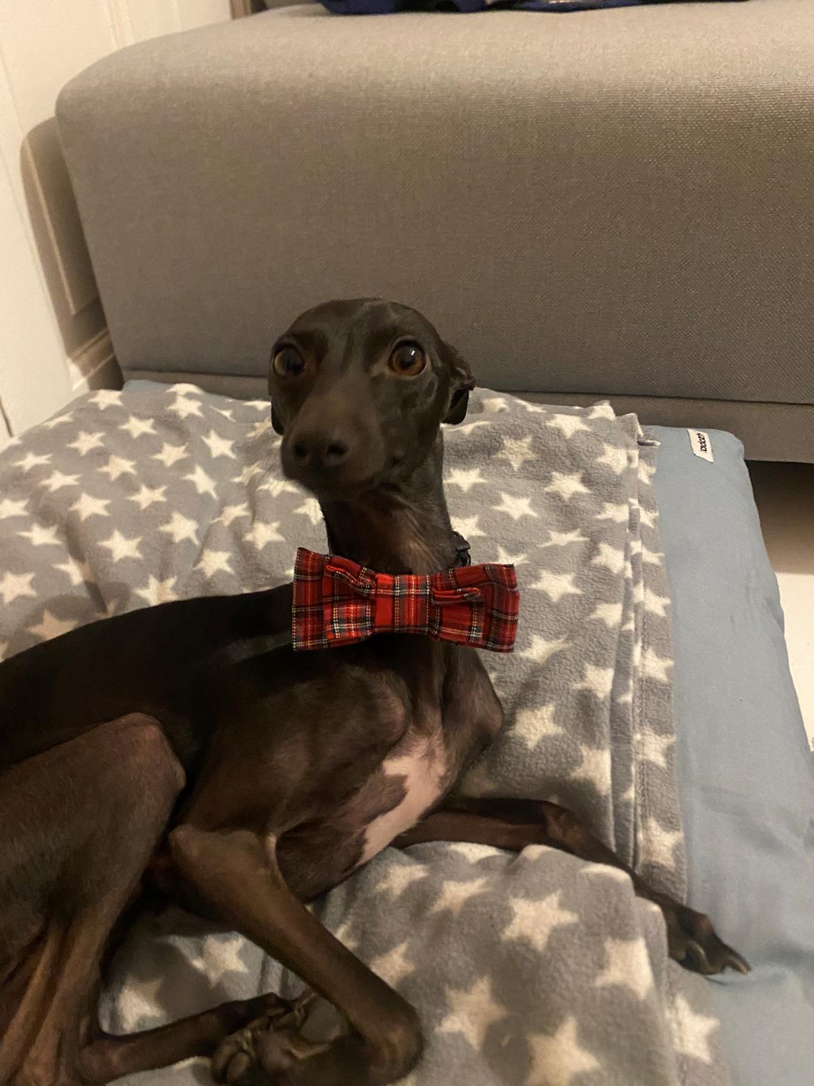 Italiensk mynde Elvis (Vindhauses Cosimo) - Klar til party!  billede 18