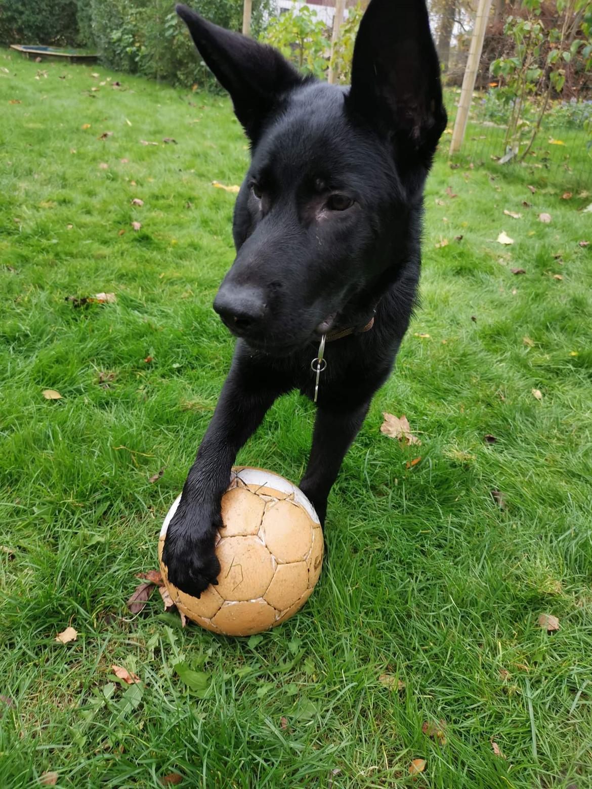 Schæferhund APOLLO billede 2