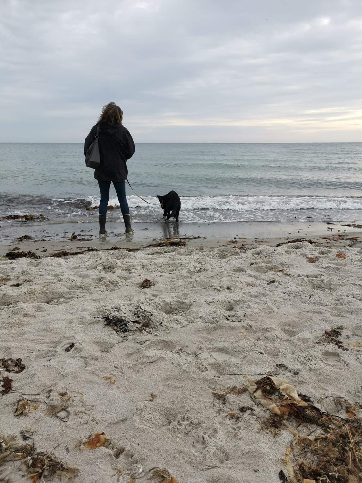 Schæferhund APOLLO billede 3