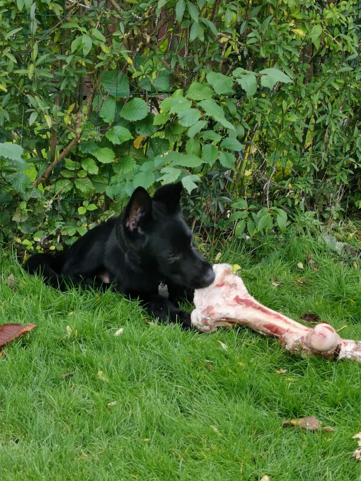 Schæferhund APOLLO billede 4