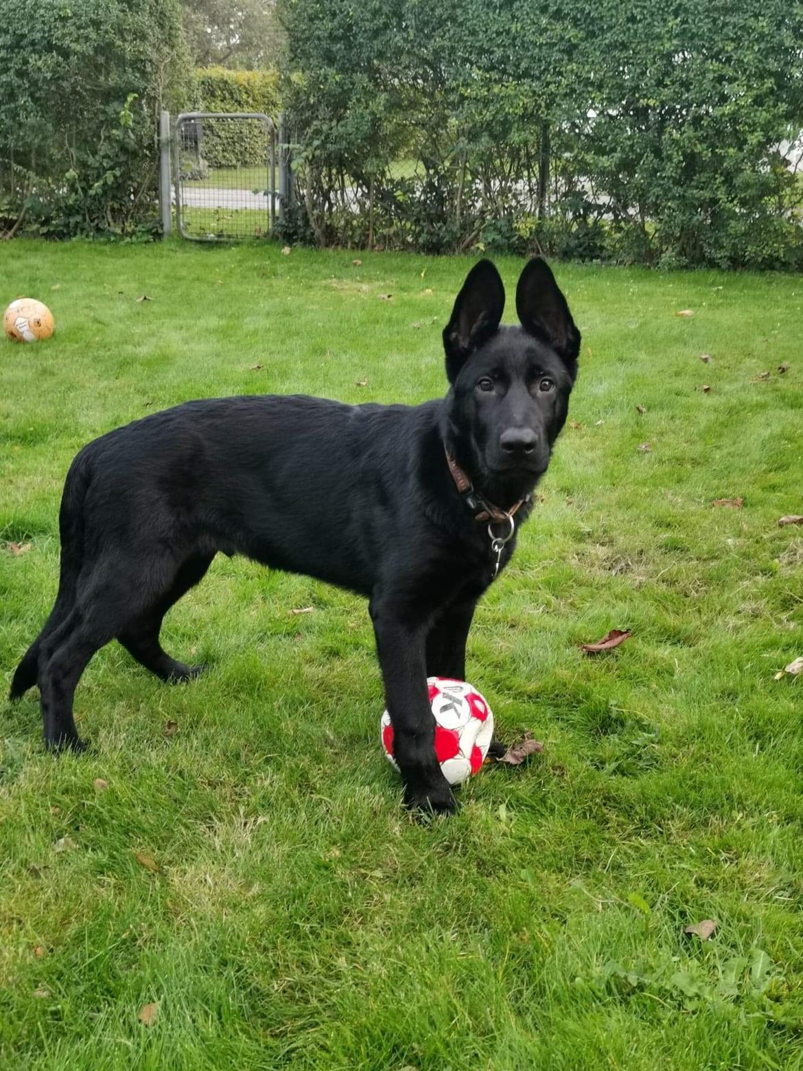 Schæferhund APOLLO billede 5