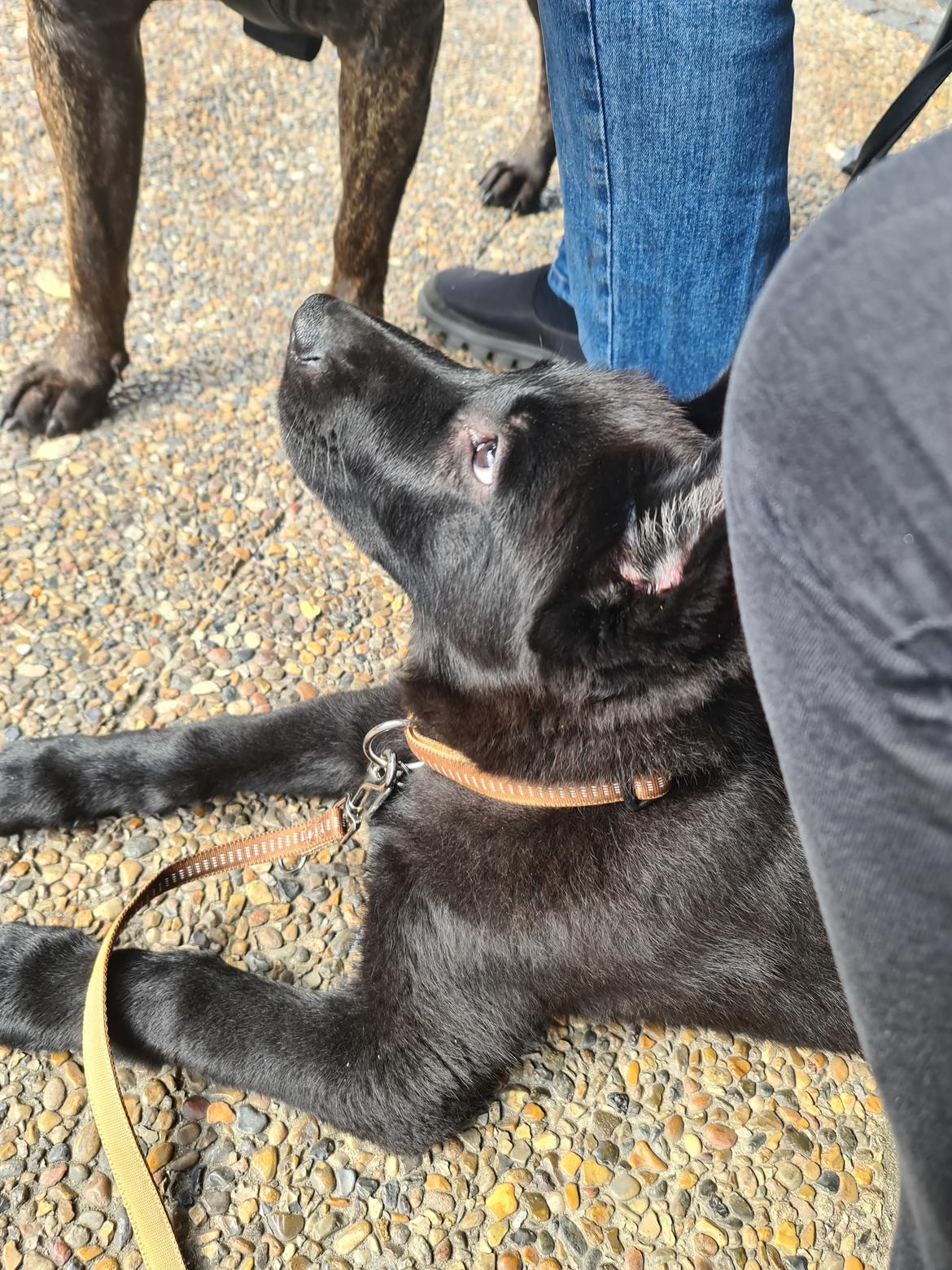 Schæferhund APOLLO billede 10